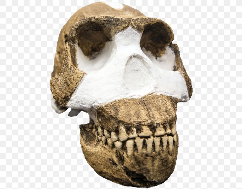 Homo Naledi Homo Sapiens Büyük Insansı Maymunlar Hominina Human Evolution, PNG, 650x642px, Homo Naledi, Australopithecus Afarensis, Australopithecus Sediba, Bone, Discovery Download Free