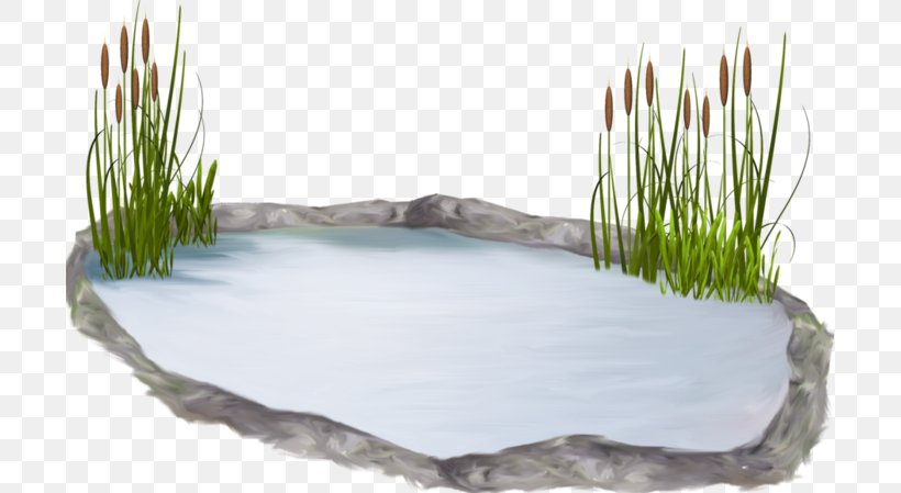 Water Resources Pond Lawn Grasses, PNG, 699x449px, Water Resources, Family, Grass, Grass Family, Grasses Download Free