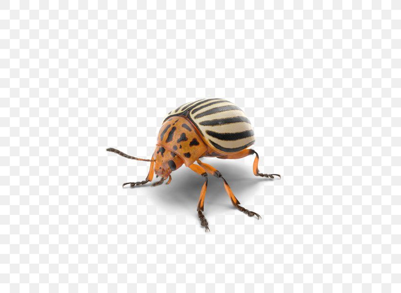 Beetle Weevil Transparency Image, PNG, 600x600px, Beetle, Animal Figure, Arthropod, Blister Beetles, Colorado Potato Beetle Download Free