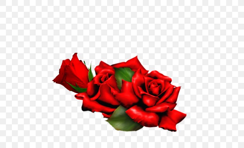 Garden Roses Flower Clip Art, PNG, 500x500px, Garden Roses, Clipboard, Cut Flowers, Dots Per Inch, Floral Design Download Free