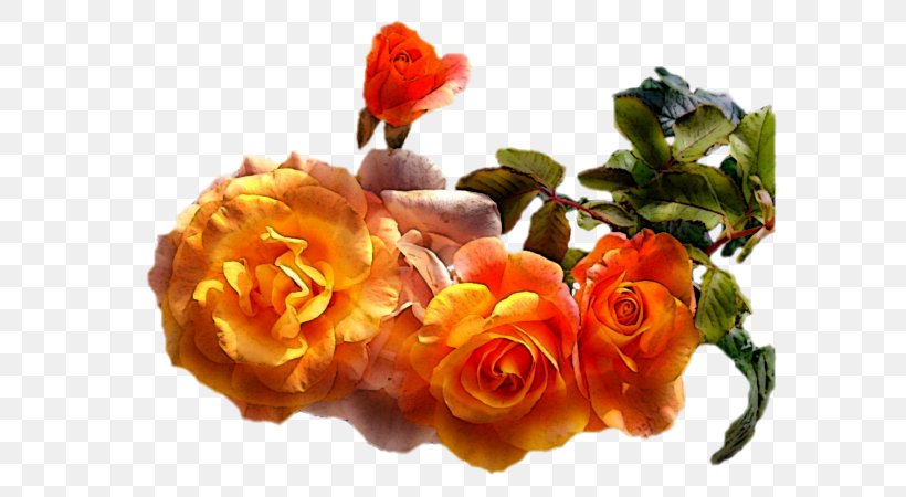 Garden Roses Popular Flowering Plants Cut Flowers Photography, PNG, 600x450px, Garden Roses, Autumn, Blog, Cut Flowers, Floral Design Download Free