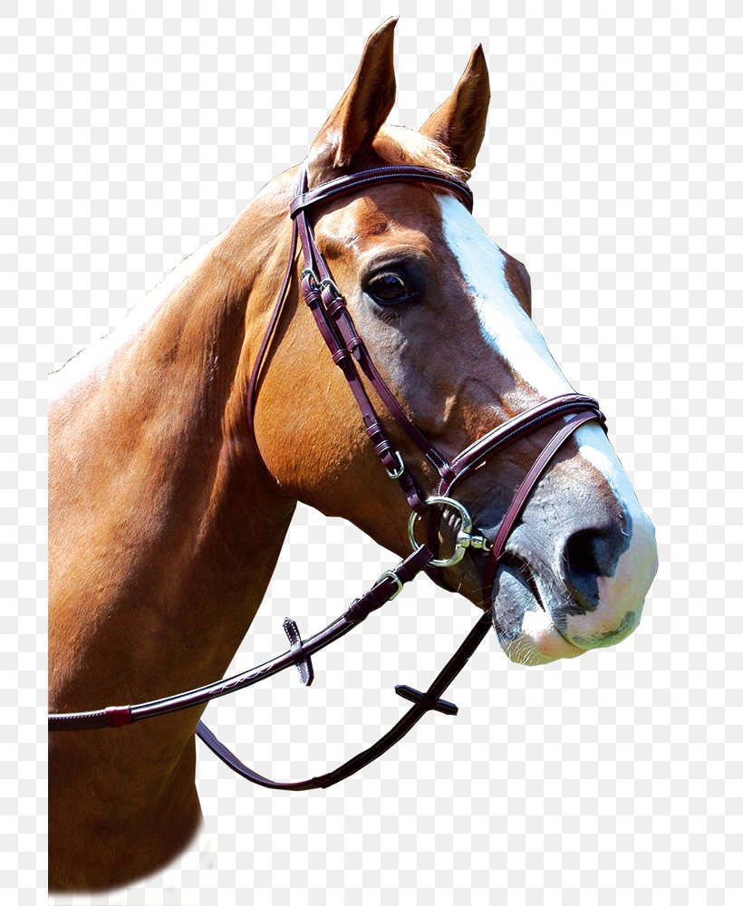 Halter Horse Filet Equestrian Noseband, PNG, 714x1000px, Halter, Bridle, Cuir Pleine Fleur, Equestrian, Filet Download Free