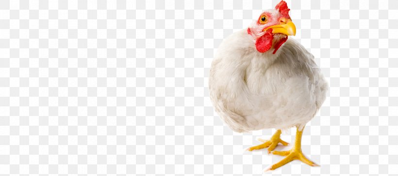 Chicken Stock Photography Rooster Camera, PNG, 1260x560px, Chicken, Beak, Bird, Camera, Domestication Download Free