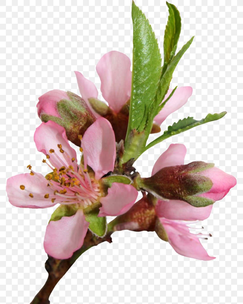Peach Cherry Blossom Flower Clip Art, PNG, 779x1025px, Peach, Art, Blossom, Branch, Cherry Blossom Download Free