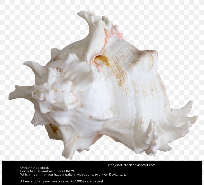 Seashell Art AutoCAD DXF, PNG, 800x742px, Seashell, Aesthetics, Art, Art Museum, Autocad Dxf Download Free