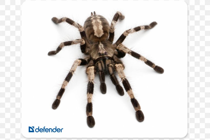 Spider Poecilotheria Regalis Poecilotheria Metallica Pet Poecilotheria Miranda, PNG, 1200x800px, Spider, Animal, Arachnid, Arthropod, Child Download Free