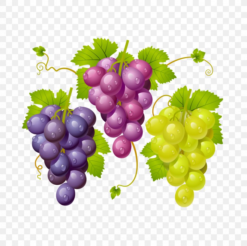 Vector Grapes, PNG, 1181x1181px, Kyoho, Berry, Common Grape Vine, Flowering Plant, Food Download Free