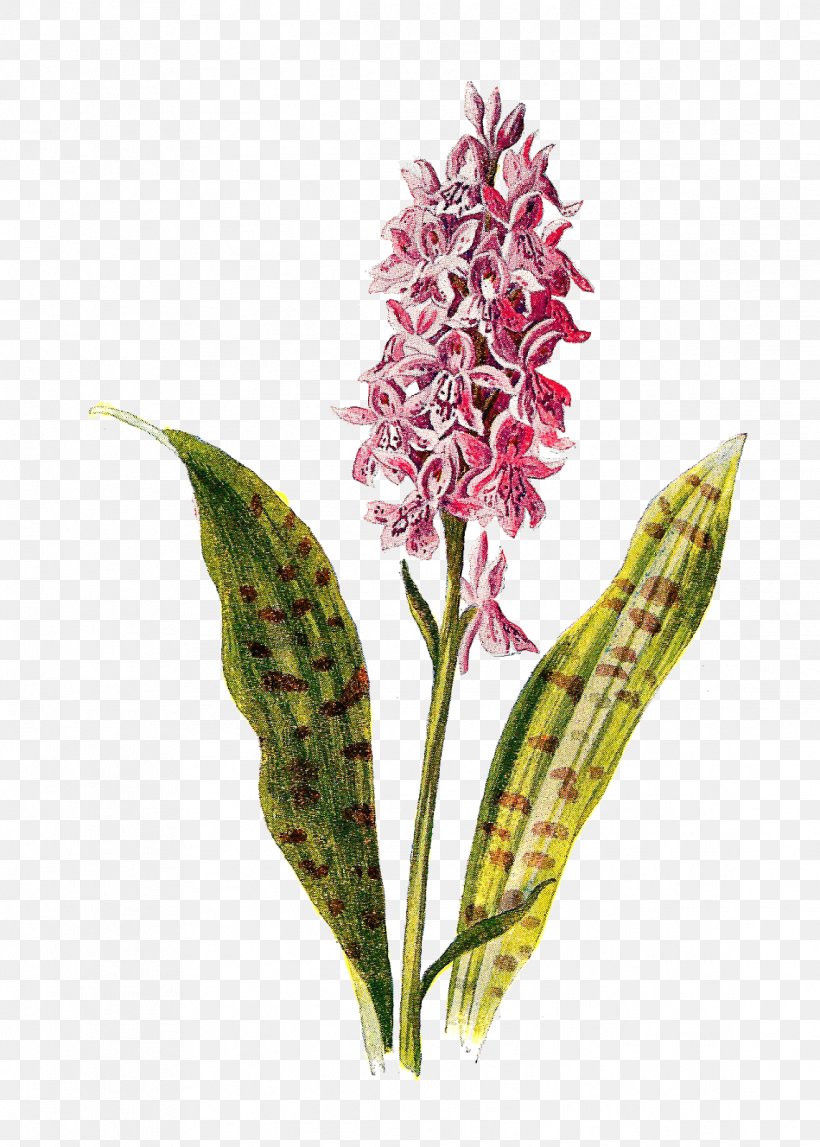 Flower Orchids Botany Flora, PNG, 1143x1600px, Flower, Antique, Botanical Illustration, Botany, Dactylorhiza Fuchsii Download Free