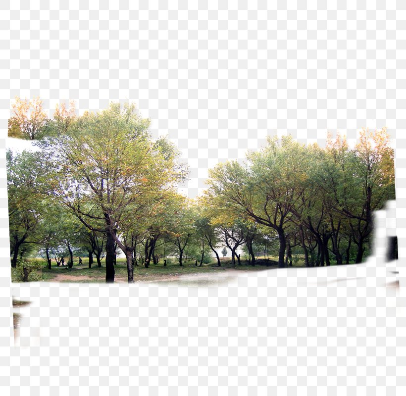 Tree Forest Icon, PNG, 800x800px, Tree, Architecture, Forest, Grass, Land Lot Download Free