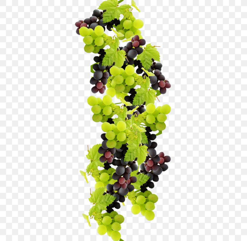 Grape Wine Food Juice Fruit, PNG, 357x800px, Grape, Auglis, Flowering Plant, Food, Fruit Download Free