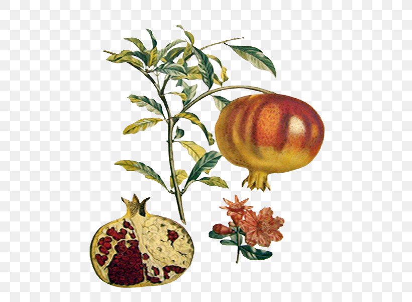 Pomegranate Fruit Botany Strawberry Pear, PNG, 502x600px, Pomegranate, Apple, Botanical Illustration, Botany, Food Download Free