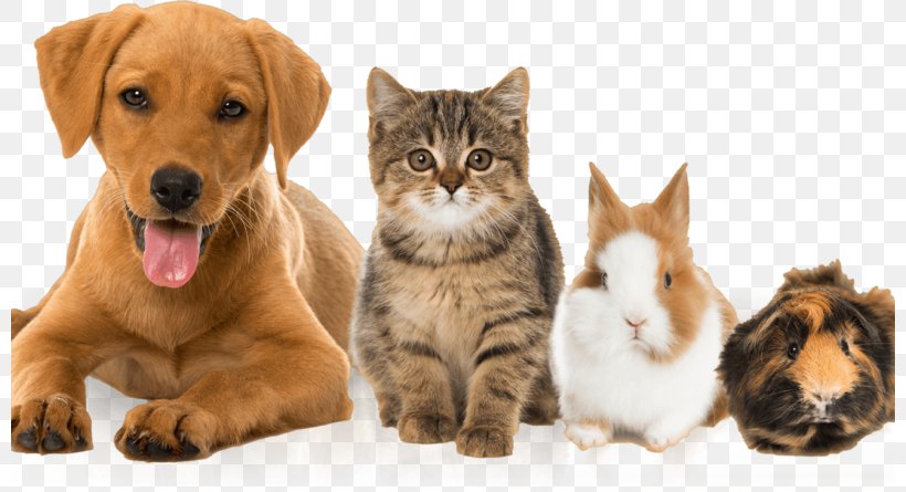 Cat Dog Guinea Pig Kitten Pet, PNG, 800x445px, Cat, Animal, Breed, Carnivoran, Cat Food Download Free