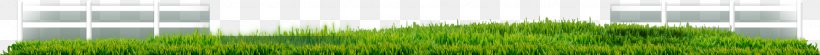 Desktop Wallpaper Grasses Sunlight Line Leaf, PNG, 2048x138px, Grasses, Computer, Family, Grass, Grass Family Download Free