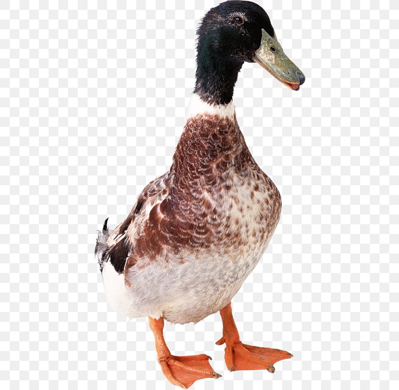 Duck Goose, PNG, 436x800px, Duck, Animaatio, Beak, Bird, Ducks Geese And Swans Download Free