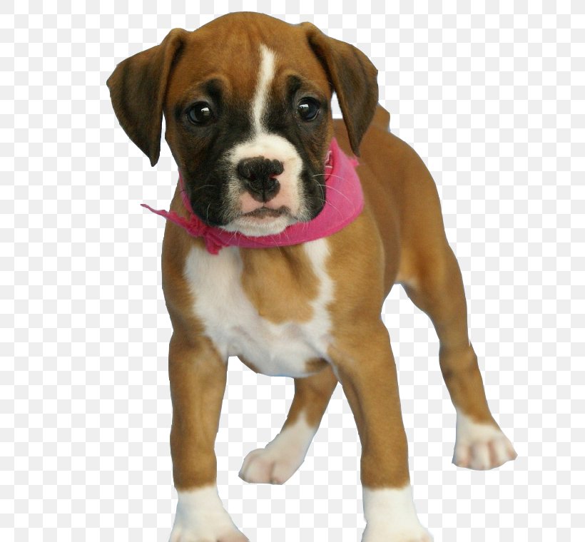 Golden Retriever Boxer Bulldog Puppy, PNG, 700x760px, Golden Retriever, Animal, Boxer, Bulldog, Carnivoran Download Free