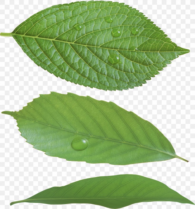 Leaf Green, PNG, 2697x2887px, Leaf, Clipping Path, Green, Plant Download Free