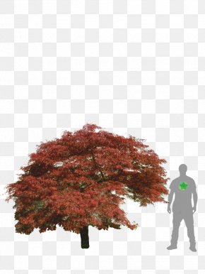 Weeping Willow - Maple Leaf Japanese Maple Acer Japonicum Acer Dissectum Tree PNG