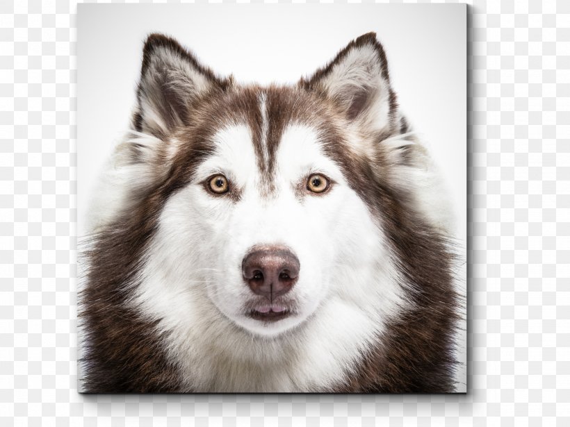 Siberian Husky Puppy Shiba Inu Akita, PNG, 1400x1050px, Siberian Husky, Akita, Alaskan Husky, Alaskan Klee Kai, Alaskan Malamute Download Free
