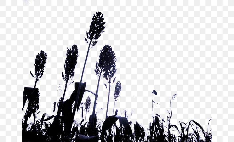 Broom-corn Silhouette, PNG, 666x500px, Broomcorn, Black And White, Commodity, Crop, Crowd Download Free
