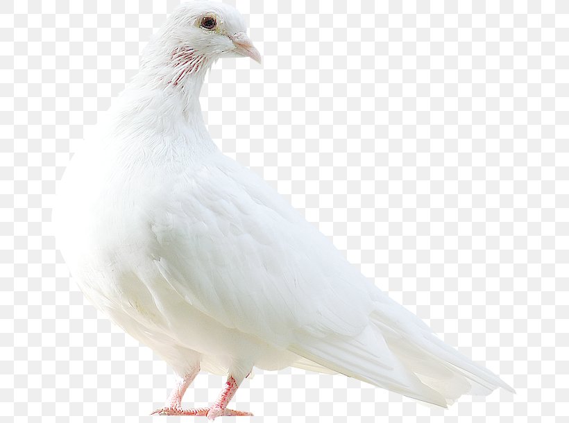 Columbidae Bird Pale-capped Pigeon Clip Art, PNG, 671x610px, Columbidae, Animal, Beak, Bird, Chicken Download Free