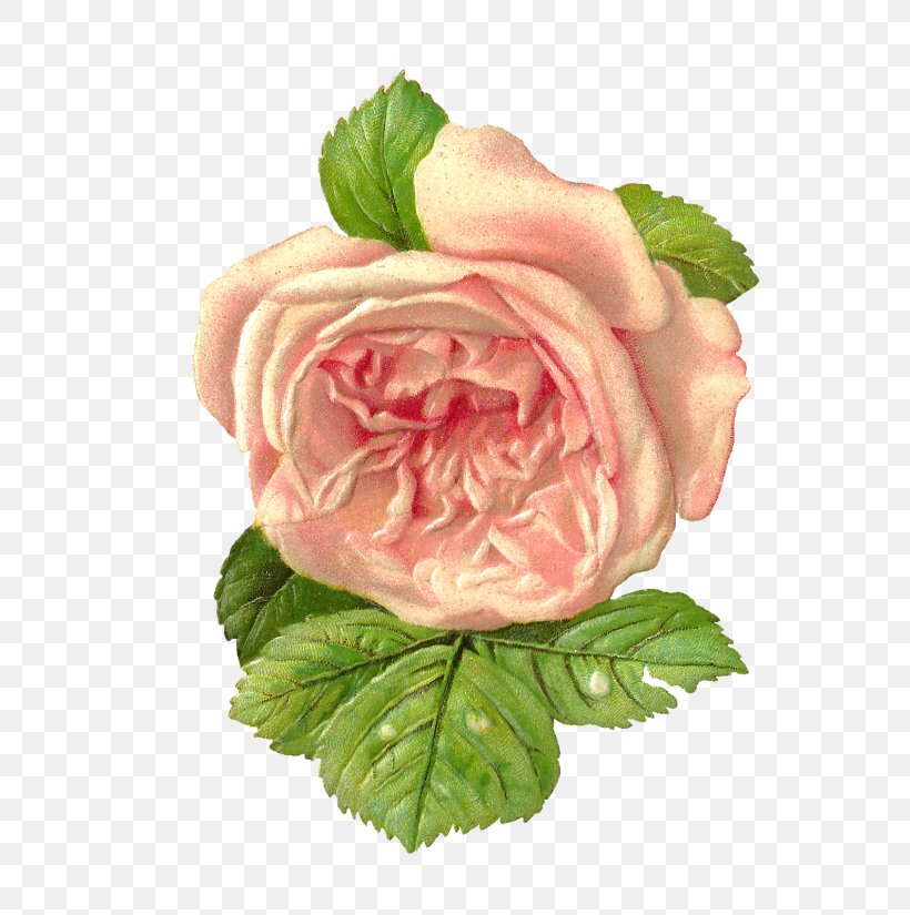 Garden Roses Paper Vintage Clothing Flower Scrapbooking, PNG, 700x825px, Garden Roses, Antique, Cut Flowers, Digital Scrapbooking, Flower Download Free
