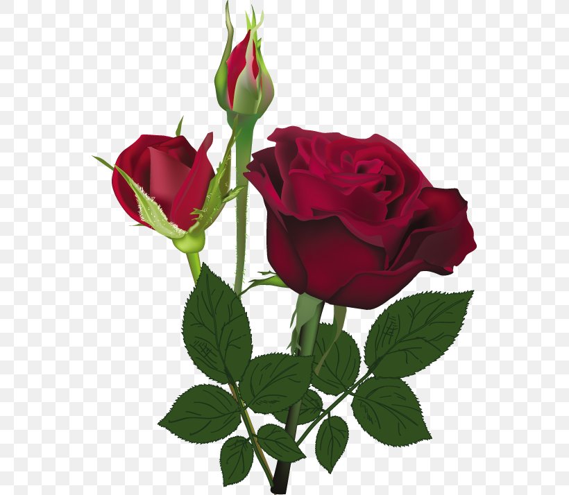 Rose Flower Red White, PNG, 555x714px, Rose, Bud, Color, Cut Flowers, Floribunda Download Free