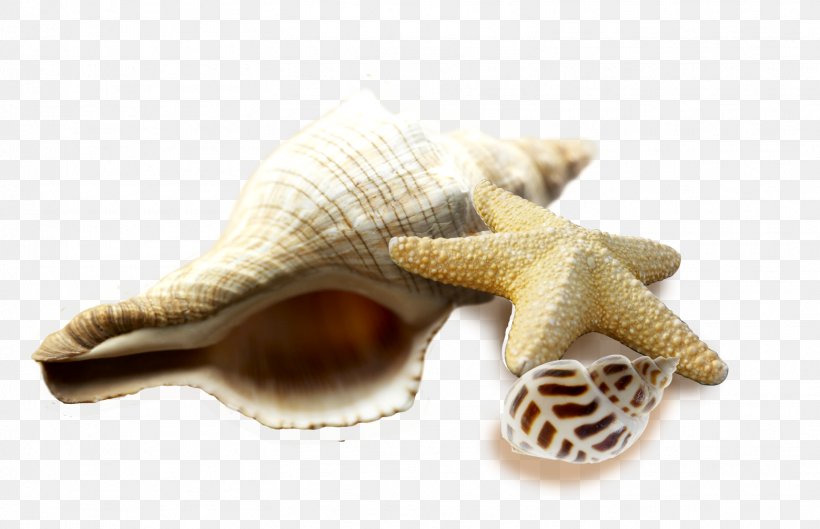 Seafood Seashell Sea Snail Conch, PNG, 1559x1007px, Seafood, Conch, Conch Creative Photography, Designer, Footwear Download Free