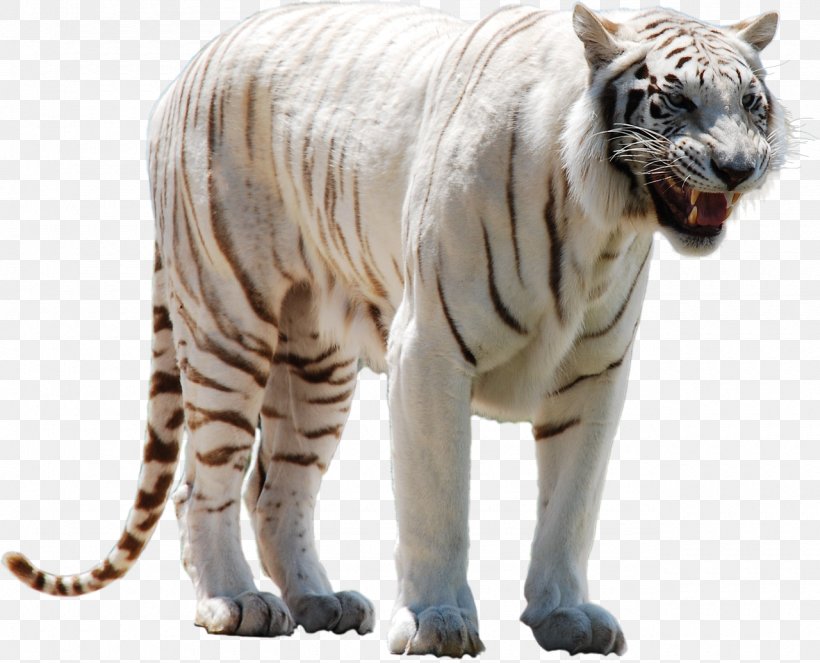 White Tiger Clip Art, PNG, 1280x1035px, Tiger, Big Cats, Carnivoran, Cat Like Mammal, Display Resolution Download Free