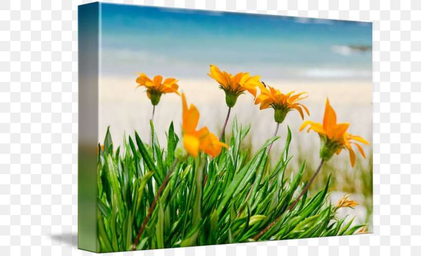 Beach Wildflower Poster Printing, PNG, 650x500px, Beach, Business, Computer, Family, Flower Download Free