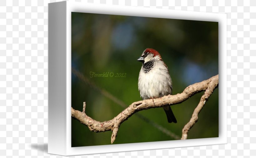 Finches Fauna Beak Feather, PNG, 650x507px, Finches, Beak, Bird, Branch, Fauna Download Free