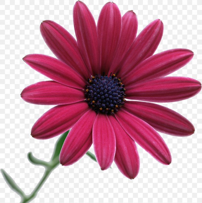 Flower Desktop Wallpaper Stock Photography Clip Art, PNG, 1198x1200px, Flower, Chrysanths, Color, Common Daisy, Cut Flowers Download Free