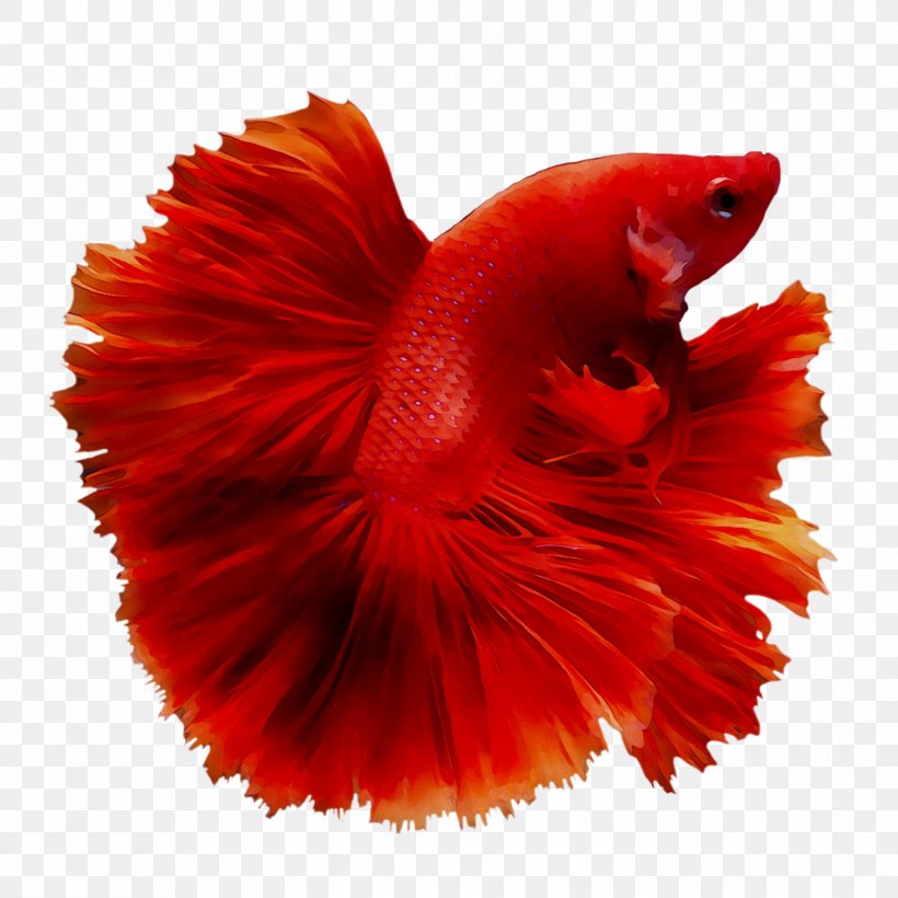 Siamese Fighting Fish Veiltail Drawing Red Orange/Transparent, PNG, 1320x1320px, Siamese Fighting Fish, Cambodia, Cat, Coloring Book, Drawing Download Free