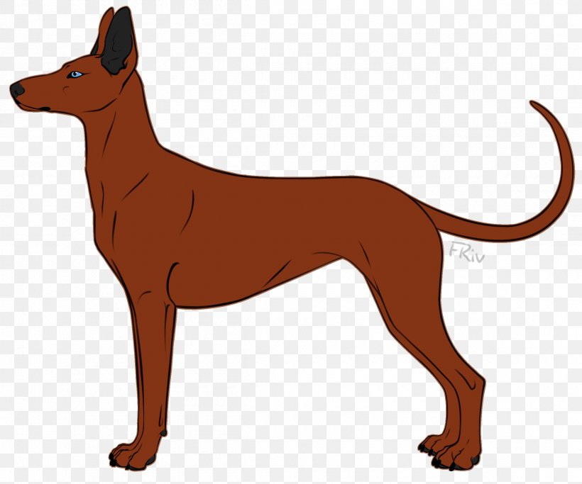 Dog Breed Pharaoh Hound Whiskers Macropodidae Snout, PNG, 2400x2000px, Dog Breed, Breed, Carnivoran, Cartoon, Crossbreed Download Free
