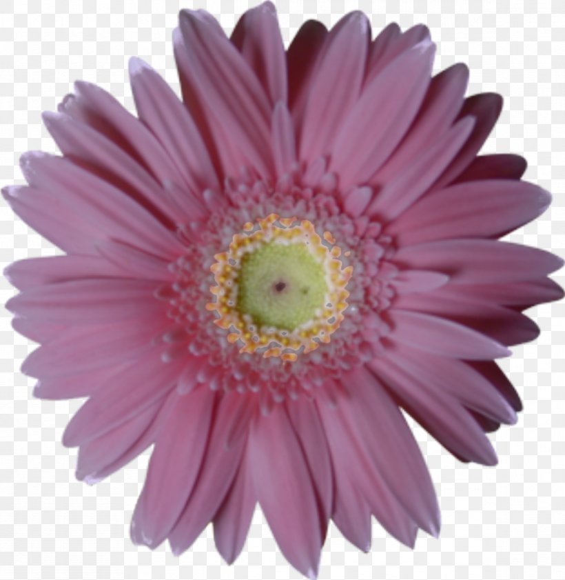 Flower Bouquet, PNG, 1167x1197px, Flower, Aster, Asterales, Chrysanths, Cut Flowers Download Free