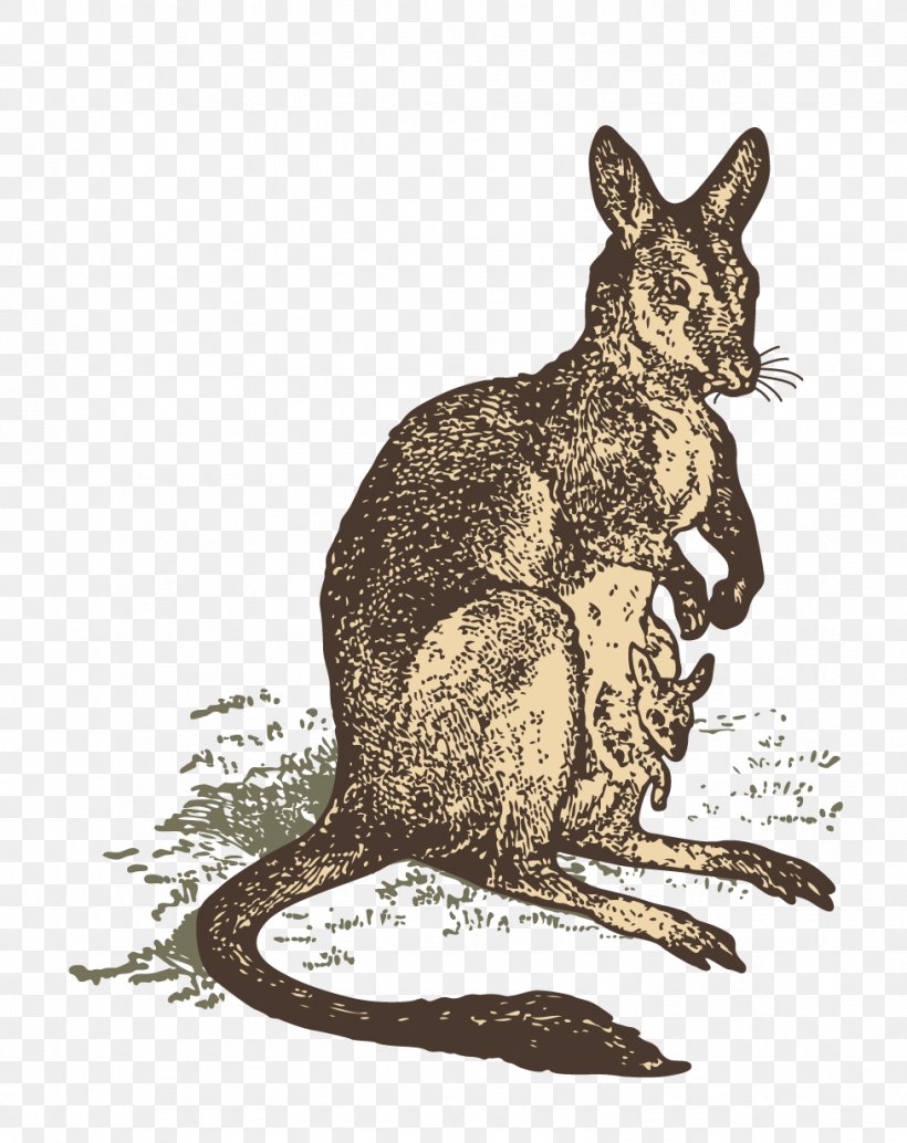 Kangaroo Macropodidae Illustration, PNG, 977x1232px, Kangaroo, Animal, Art, Drawing, Eastern Grey Kangaroo Download Free