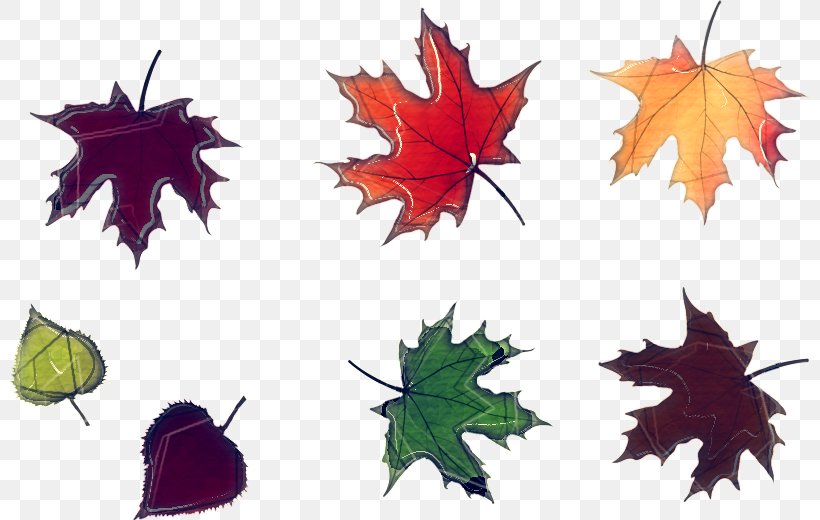 Maple Leaf, PNG, 800x520px, Leaf, Black Maple, Deciduous, Maple, Maple Leaf Download Free