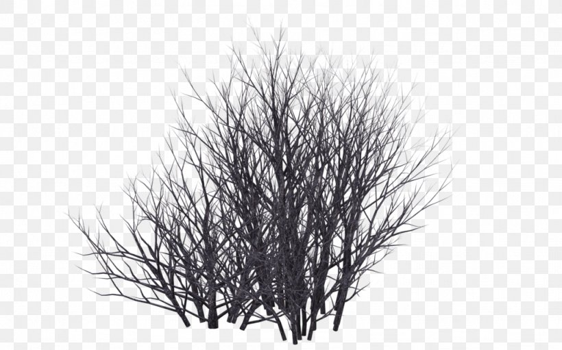 Shrub Tree, PNG, 1024x639px, Shrub, Black And White, Branch, Desert, Drawing Download Free