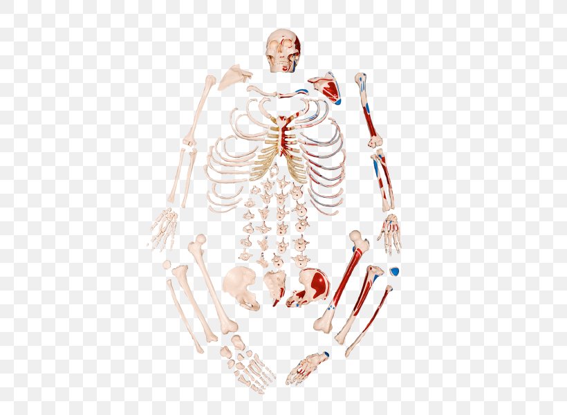 Human Skeleton Anatomy Bone Inserção Muscular, PNG, 600x600px, Watercolor, Cartoon, Flower, Frame, Heart Download Free