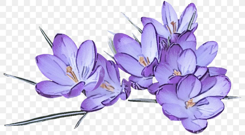 Lavender, PNG, 800x453px, Flower, Cretan Crocus, Crocus, Flowering Plant, Lavender Download Free