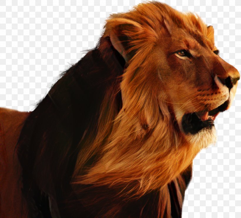 Lion Khodahafez Cat Music Whiskers, PNG, 1329x1200px, Lion, Big Cat, Big Cats, Carnivore, Cat Download Free