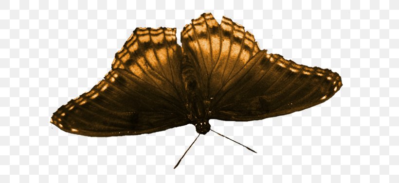 Brush-footed Butterflies Butterfly Blog Moth, PNG, 670x377px, Brushfooted Butterflies, Animal, Arthropod, Blog, Brushfooted Butterfly Download Free
