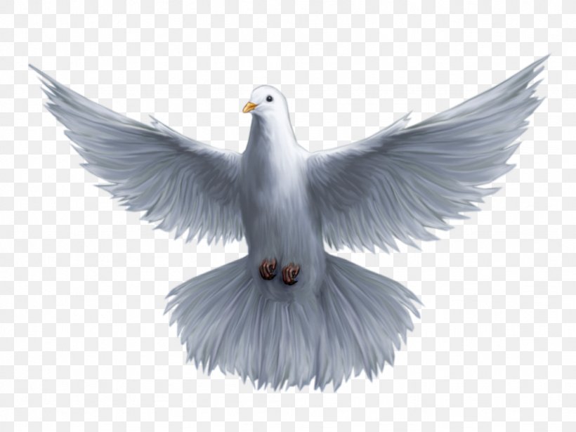 Holy Spirit God Saint Trinity, PNG, 1024x768px, Holy Spirit, Beak, Bird, Blessing, Charadriiformes Download Free