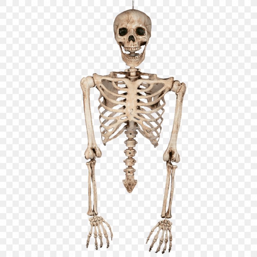 Human Skeleton Bone Torso Human Body, PNG, 908x908px, Skeleton, Anatomy, Bone, Homo Sapiens, Human Download Free