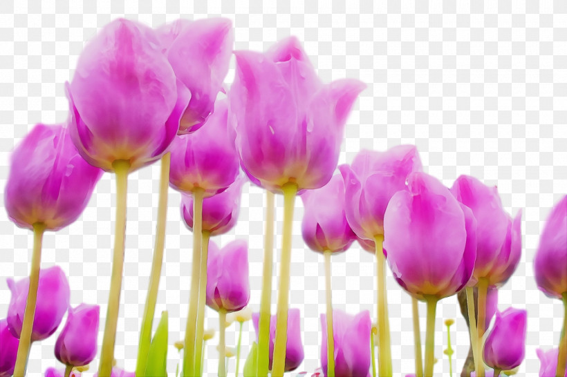Lavender, PNG, 1920x1280px, Spring Flower, Bud, Crocus, Cut Flowers, Cyclamen Download Free