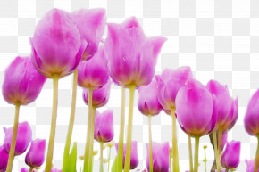 Lavender PNG