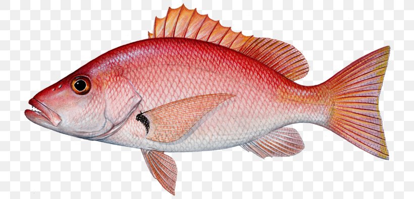 Northern Red Snapper Mangrove Snapper Lane Snapper Blackfin Snapper Fishing, PNG, 750x395px, Northern Red Snapper, Bait, Blackfin Snapper, Blackfin Tuna, Bluefish Download Free