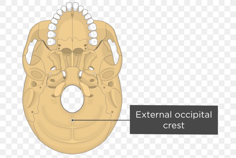 Pterygoid Processes Of The Sphenoid Medial Pterygoid Muscle Sphenoid Bone Lateral Pterygoid Muscle, PNG, 745x550px, Pterygoid Processes Of The Sphenoid, Anatomy, Bone, Calvaria, Lateral Pterygoid Muscle Download Free