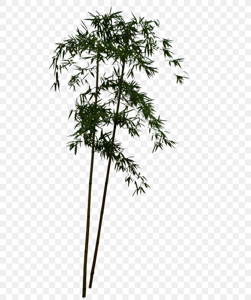 Sweet Bamboo Download, PNG, 587x979px, Bamboo, Branch, Flora, Flowerpot, Google Images Download Free