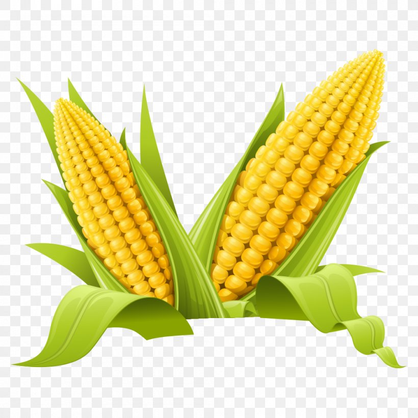 Maize Clip Art, PNG, 1000x1000px, Maize, Cereal, Commodity, Corn Kernels, Corn On The Cob Download Free