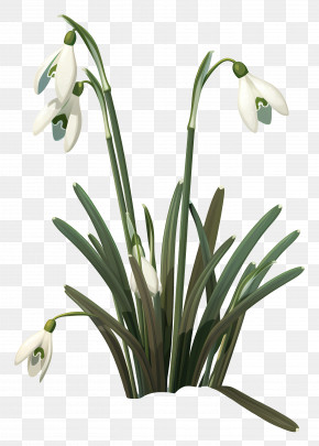 Snowdrops - Single Snowdrop Flower PNG